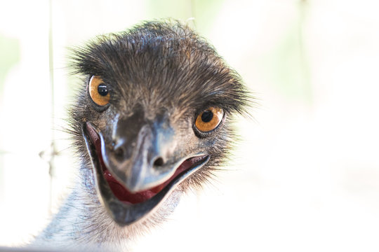 Ostrich chick