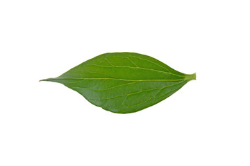Fototapeta na wymiar peony leaves on white background