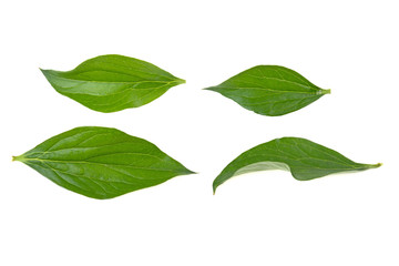 Fototapeta premium peony leaves on white background