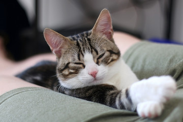 Seven month old tabby kitten sleeping. Selective focus. 