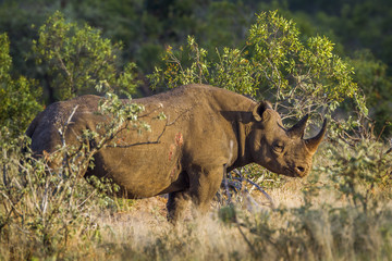 Black rhinoceros in Kruger National park, South Africa