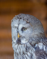 owl outside the window