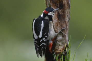 picchio rosso maggiore maschio