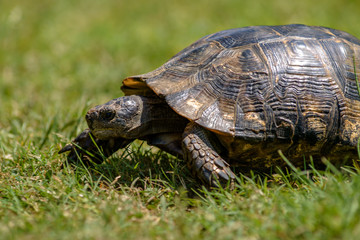 Tortoise on the grass close up