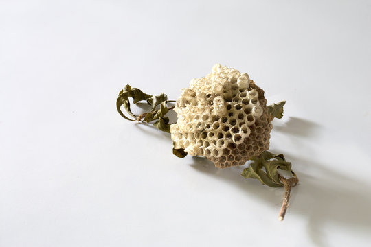 Old wasp nest stick on dried tree branch on white background