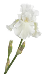 Flower of  white iris close-up, isolated on white background