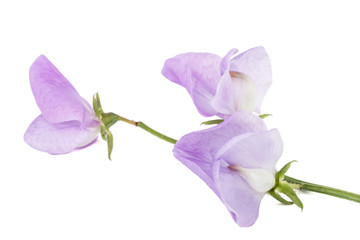 Fototapeta na wymiar Flowers of sweet pea, isolated on white background