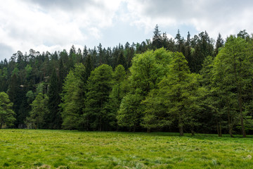 Fototapeta na wymiar Forest in the Saxon Switzerland, nature reservat
