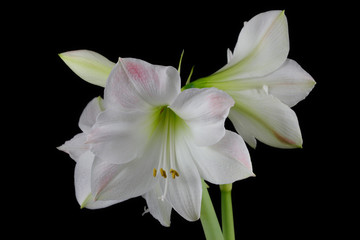 Fototapeta na wymiar White amaryllis flower on the black background
