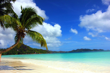 Fototapeta na wymiar cocotier sur une plage aux seychelles