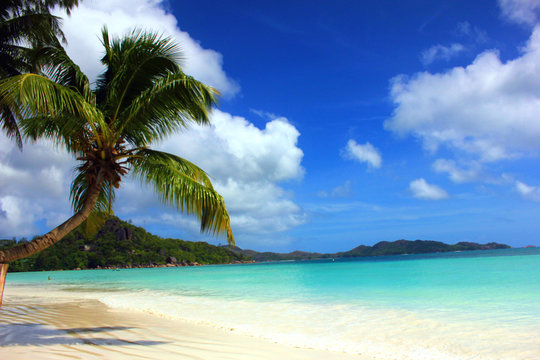cocotier sur une plage aux seychelles © Arnaud