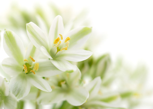 white flowers background