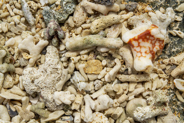 Broken corals on the beautiful and pristine beach 