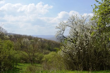 spring landscape
