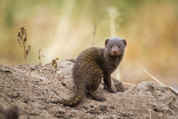 Common dwarf mongoose in Kruger National park, South Africa - obrazy, fototapety, plakaty