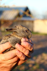 Woman holding cute fluffy rabbit, closeup