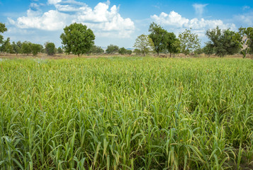 Obraz premium Natural Pearl Millet Field. The Crop is Know as Bajra or Bajri Agriculture