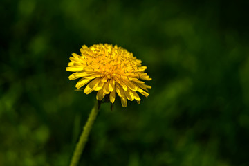 yellow dandelion closeup on a green background