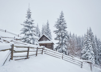 Cozy wooden hut high in the snowy mountains. Great pine trees on the background. Abandoned kolyba shepherd. Cloudy day. Carpathian mountains, Ukraine, Europe
