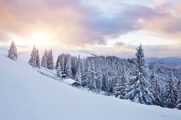 Cozy wooden hut high in the snowy mountains. Great pine trees on the background. Abandoned kolyba shepherd. Cloudy day. Carpathian mountains, Ukraine, Europe
