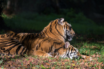 Fototapeta na wymiar Sumatran Tigers