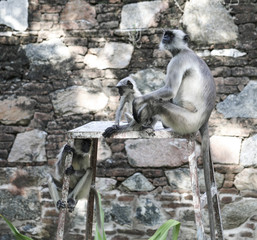 Indian Monkey Also Know as Indian Langur, Hanuman Langur, Semnopithecus Entellus, Presbytis Entellus