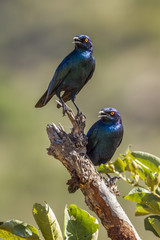 Greater Blue eared Glossy Starling in Kruger National park, South Africa