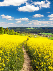 Field of rapeseed, canola or colza with path way