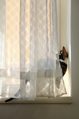 Silly six month old kitten hiding behind a lace curtain. Selective focus.