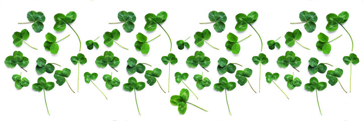 Green clover, the symbol of the holiday St. patrick's day. Pattern of clover leaves isolated on white background, top view, flat lay.