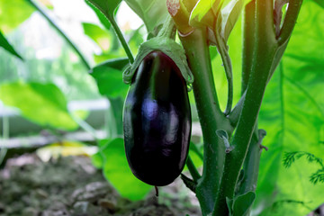 Ripe purple eggplant in  garden