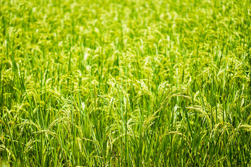 Beautiful nature farm rice and the green field, and the gleaming grain.