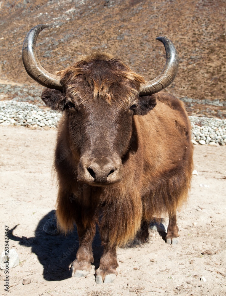 Poster Brown Yak