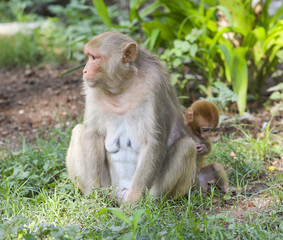 Indian Monkey or Rhesus Macaque Monkey Portrait, Ranakpur Jain Temple, Rajasthan, India