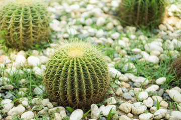 Close up beautiful green cactus in the garden