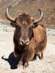 Brown Yak