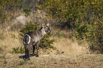 Common Waterbuck in Kruger National park, South Africa