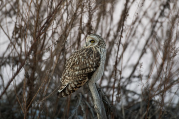 Portrait of short eared owl
