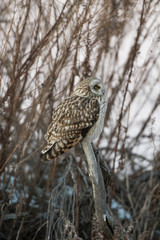 Portrait of short eared owl