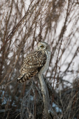 Portrait of short eared owl