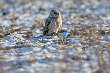Short-eared owl in weeds