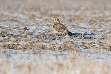 Short-eared owl in weeds