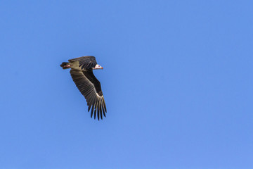 White headed Vulture in Kruger National park, South Africa