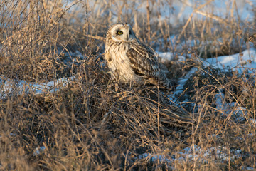 Short-eared owl in weeds