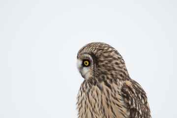 Fototapeta premium Portrait of short eared owl