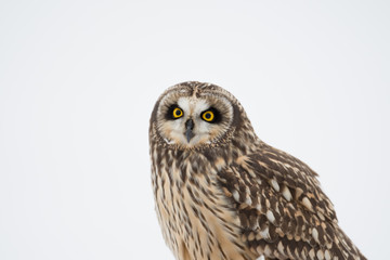 Portrait of short eared owl