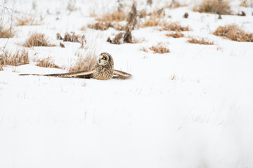 Short-eared owl in the snow