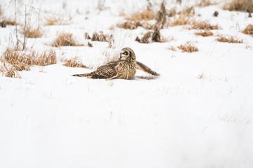 Short-eared owl in the snow