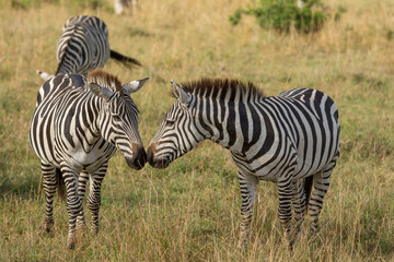 Fototapeta na wymiar Zebras nose to nose