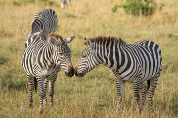 Obraz na płótnie Canvas Zebras nose to nose